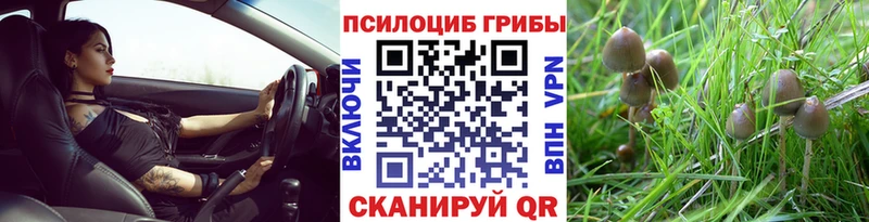 Купить  Александров  Псилоцибиновые грибы MAGIC MUSHROOMS 